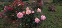 Belle du Seigneur ® rose photo
