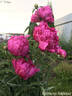 Крейсер Аврора peony photo