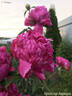 Крейсер Аврора peony photo