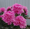 Kievskaya Rus peony photo