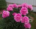 Kievskaya Rus peony photo