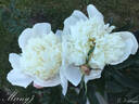 Мирный peony photo