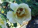 Eventail d'Or rose photo