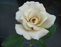Eventail d'Or rose photo