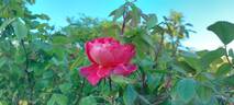 Benjamin Britten rose photo