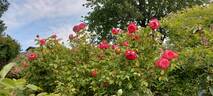 Benjamin Britten rose photo