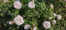 Blanchefleur rose photo