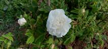 Botzaris rose photo