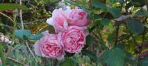 Brother Cadfael rose photo