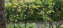 Canary Bird rose photo