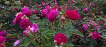 Cardinal Hume ® rose photo