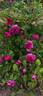 Catinat rose photo