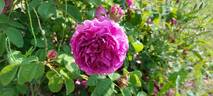 Catinat rose photo