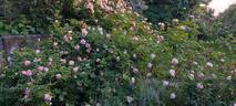 Celestial rose photo