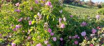 Celsiana rose photo