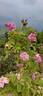 Celsiana rose photo