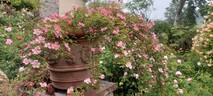 Centre Stage rose photo