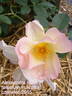 The Alexandra Rose ™ rose photo