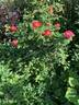 13-2 rose photo