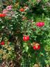 13-2 rose photo