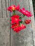 Scarlet Surprise rose photo