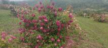 Chianti rose photo