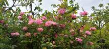 Clair Matin rose photo