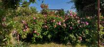 Complicata rose photo