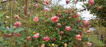 Comtesse du Cayla rose photo