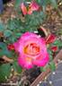 Joyce Abounding rose photo