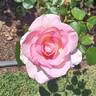Pink Promise rose photo