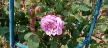 Cumberland Belle rose photo