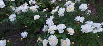 Danaë rose photo