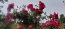 Dortmund rose photo