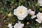 Milky Pixie rose photo