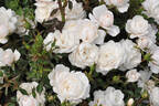 Milky Pixie rose photo