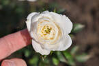 Milky Pixie rose photo
