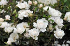 Milky Pixie rose photo