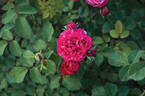 Konstantina™ Freska ® rose photo