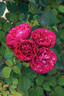 Konstantina™ Freska ® rose photo