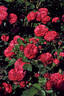 Konstantina™ Freska ® rose photo