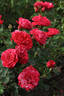 Konstantina™ Freska ® rose photo