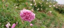 Duchesse de Berry rose photo