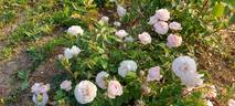 El Ariana rose photo