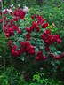 Elie Semoun rose photo