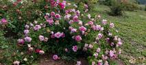 Empress Joséphine rose photo