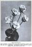 Annie Laurie rose photo