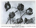 Crusader rose photo