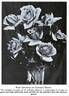 Souvenir de Claudius Pernet rose photo