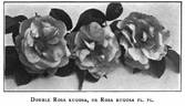 Rugosa flore pleno rose photo